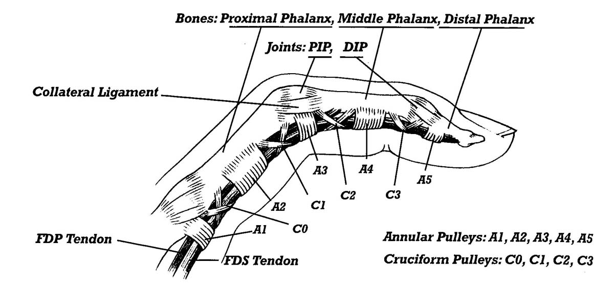 hand anatomy.jpg