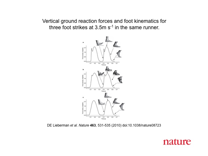 Liberman foot kinematics.jpg